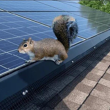 Hoe zonnepanelen te beschermen tegen eekhoorns?